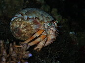 HERMIT ROUND SHELL.jpg