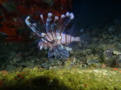 LIONFISH HUNTING.jpg