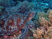 TURTLE IN SOFT CORALS.jpg