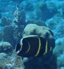 Curacao Angel Fish.JPG