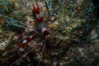 Curacao Banded Coral Shrimp.JPG