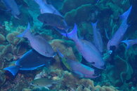 Curacao Blue Chromis.JPG