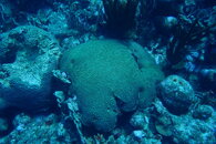 Curacao Brain Corals.JPG