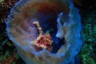 Curacao Crab in Sponge1.JPG