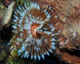 Curacao Feather Duster Worm.JPG