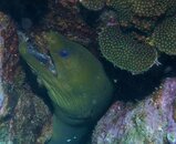Curacao Green Moray Eel.JPG