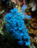 Curacao Lettuce Sea Slug.JPG