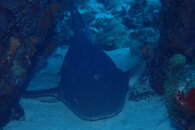 Curacao Nurse Shark.JPG