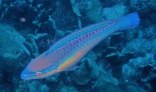 Curacao Parrot Fish.JPG