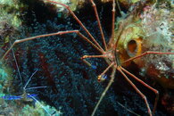 Curacao Pederson Cleaner Shrimp & Arrow Crab.JPG