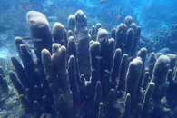 Curacao Pillar Coral.JPG