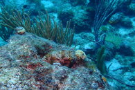 Curacao Porcupine Fish.JPG