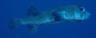 Curacao Pufferfish.JPG