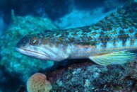 Curacao Sand Diver Fish.JPG