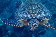 Curacao Sea Turtle.JPG
