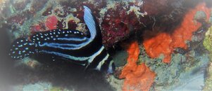 Curacao Drum Fish and Photo Bomb.JPG