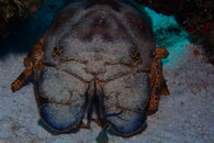 Curacao Slipper Lobster With Photo Bomb.JPG