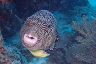 PUFFER FISH TEETH 2.jpg