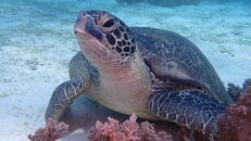 TURTLE CLOSE UP.JPG