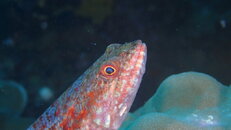 FISH ON HARD CORAL 2.JPG