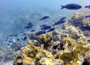 schooling creole wrasse.JPG