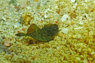 Ukmc's little fishy thing.jpg