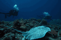 IMG_4503.gif