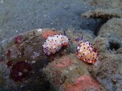 nudi 2.jpg