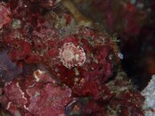 nudi 1.jpg