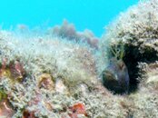 Blue Heron Bridge Seaweed Blenny.jpg