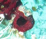 Elmo Sponge 1.jpg