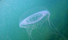 DSC02775.jpg