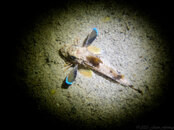 2023 - Blenny - Palm Beach Jetty20230308P3080494.jpg