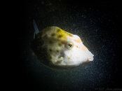 2023 - Smooth Boxfish - Palm Beach Jetty20230308P3080354.jpg