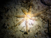 2023 - Starfish - Palm Beach Jetty20230308P3080402.jpg