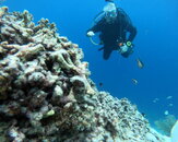 diver with seahorse.JPG