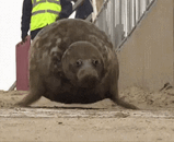 giphy (1).gif