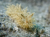 1355 10 nudi.jpg