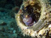 1353 09 seaweed blenny.jpg