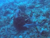 Belize nurse shark (2).JPG