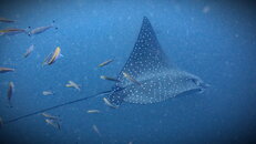 Eagle Ray 2.jpg