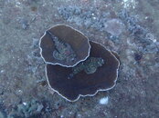 Pair of Stonefish.jpg