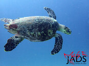 HAWKSBILL TURTLE.jpg