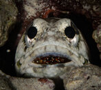 Jawfish with eggs.jpg