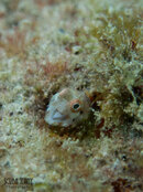 1357 06 roughhead blenny.jpg