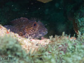 1357 05 hairy blenny.jpg