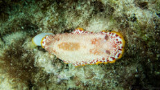 Nudi1.jpg