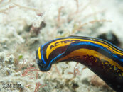 1358 05 headshield slug.jpg