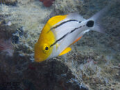 1359 09 porkfish.jpg