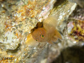 1360 10 rusty goby.jpg